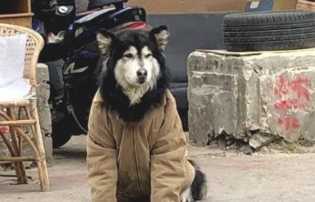 他怕狗子冷,给狗子穿了件皮衣夹克,这风格也简直了