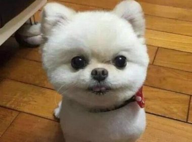 商场遇到一只小博美站在地上一动不动, 找到狗主人时很无语……