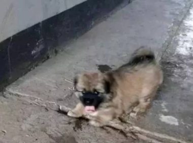 女孩救助流浪田园犬，为了报恩，狗狗每天晚上都会护送她回家！