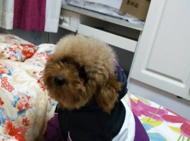 可爱的泰迪犬深受主人的眷顾,当说起它的经历时,人们都心酸了