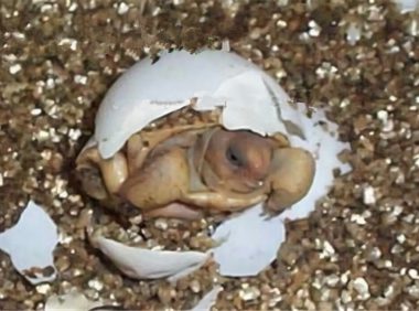 沙漠地鼠龟身份信息