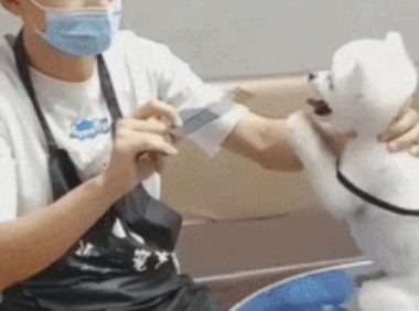 美容师提前准备剪头发,狗狗不断拜托,求别把美狗狗整丑!