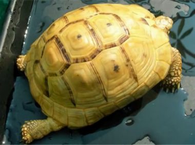 欧洲陆龟身份信息