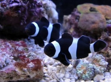 黑白公子小丑身份信息