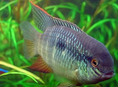 红鳃皇冠身份信息