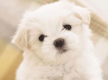 千万注意：有这5种特征的狗狗千万别买，谁买谁后悔！