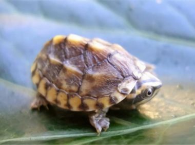 三弦巨型鹰嘴泥龟身份信息