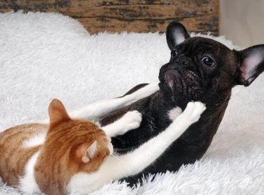 为什么“猫狗大战”总是猫赢?网友:因为狗赢了,猫就没命了