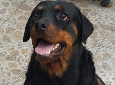 规范养犬，多地在行动！这地规定出门不拴绳，一律捕捉！