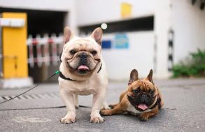 呼和浩特宠物狗领养 | 呼市公安局犬类留检所为流浪狗领养市民免费办理狗证