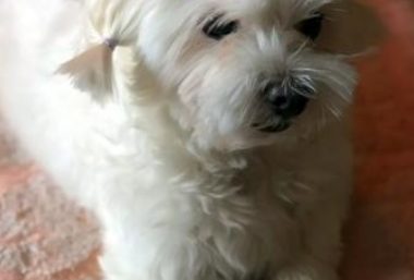 头戴小花的宠物狗，被主人丢在深山，害怕到发抖仍不愿离开