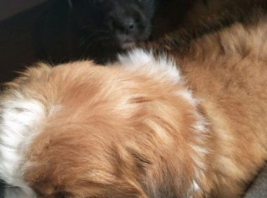 流浪小奶狗差点儿变成盘中餐,女生救出后,可求宽慰狗狗直往怀中钻