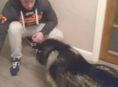 阿拉斯加犬咬烂室内楼梯，主人家高声斥责，阿拉斯加：不听不听王八念经