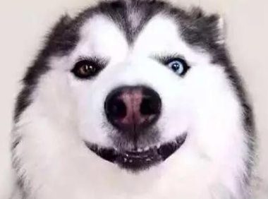 回到家不见二哈，趴在窗户上一看瞬间气哭，主人：傻狗，我不要了