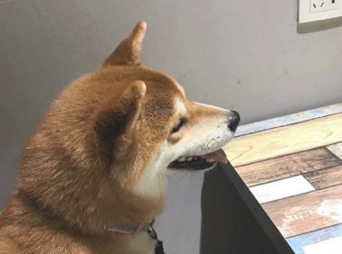 主人带柴犬去用餐，它坐下来等上菜的情况下停不住的笑，太激动了吧！