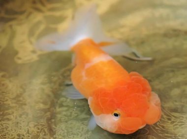 武汉猫狮身份信息