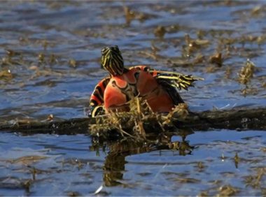 西部锦龟身份信息