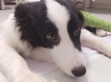 狗狗自小眼睛失明,幸遇花斑狗守候,由小伙伴每天出任导盲犬