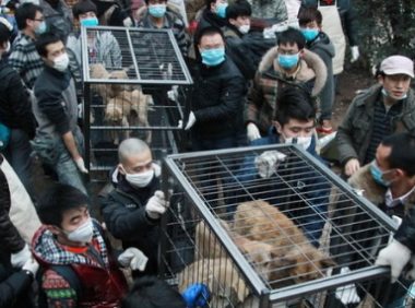 “狗肉大王”樊宪涛:一年屠宰20万只狗,狗肉生意遍布全国