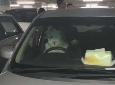 男子发觉车内放置哈士奇玩偶,走进后笑喷,男子:如何是条真狗