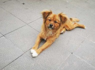 有金毛血统的狗狗,一般都有这几个特征,最后一个不明显