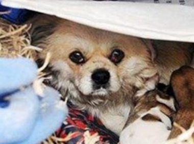 流浪狗颠沛流离一整年：请你带我回家