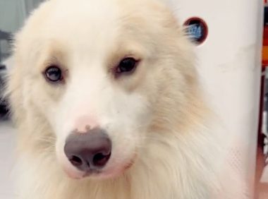 狗狗大叫主人教育它,后来才知它赶走了歹徒,救了一公司的人啊!