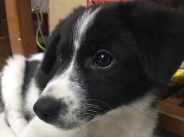 流浪狗想要入店讨食吃,恰好被老板碰见,这时候小家伙憋屈的快痛哭