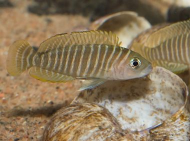 斑马贝身份信息