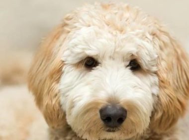 准妈妈因为宠物狗,流掉肚子里的孩子,到底为什么?