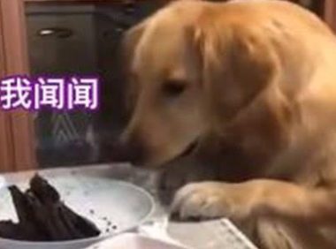 金毛催促主人赶紧分肉吃,真是急死个狗!