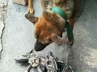 男子河里抓了清道夫，煮了之后给土狗吃，出来一看无法淡定了！