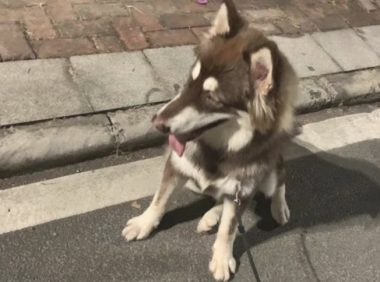 认为阿拉斯加会变为“胖孩子”，怎么吃都不胖，狗：熬夜闹得