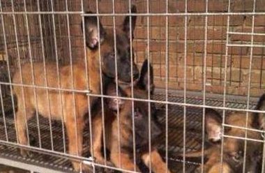 墨尔本一养狗场遭突查 上百只小狗被解救