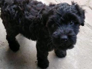 男子装作接听电话把患病狗狗丢医院，女生精心照料下狗狗捡回一条命