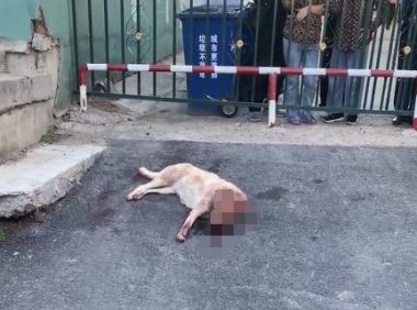 两男子当街持棍打狗，女子哭泣阻止，警方：狗已送往救助站