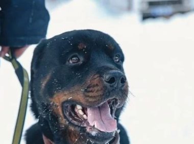 三年前它是毒贩饲养的宠物，三年后它是威风凛凛的巡逻警犬