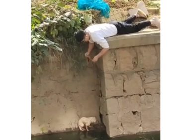小伙趴地1个多小时解救落水狗 拍摄者:落水好几天,现已将狗收留