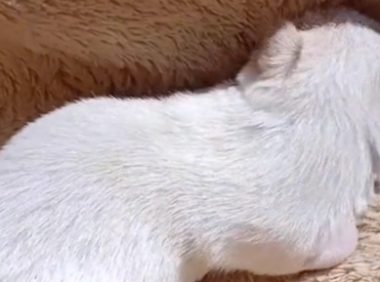 还没睁眼就被抛弃，幸运被收留的小奶狗，刚到新家就饿得嗷嗷直叫