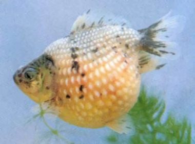 凤尾花珍珠身份信息