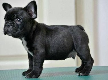 斗牛犬在立交桥上流浪,好心人:给它“找了个班上”