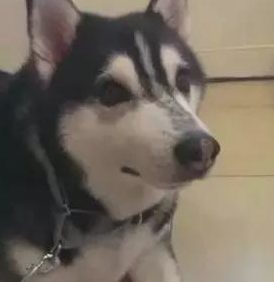 将14岁家狗骨灰烧制硫璃，她见圆珠上浑然一体的黑与白狗脸，红了眼圈…