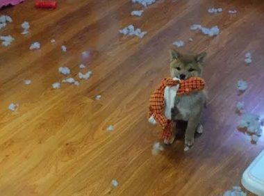 柴犬坐车出来玩晕车了，下车刚缓过劲来，一抬头看到镜子里的自己