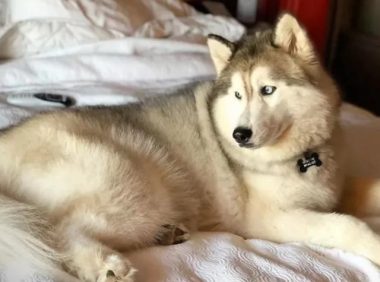 遛狗不拴绳 怎么才能管起来 社会各界建议市级层面尽快出台养犬管理细则