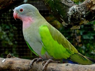 公主鹦鹉身份信息