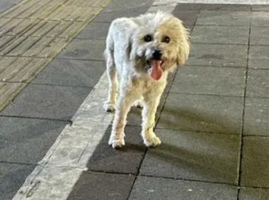 杭州23岁小伙因狂犬病发离世，一个月前曾被流浪狗咬伤