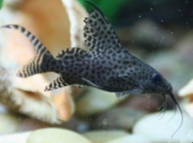 反游猫身份信息