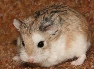 黑线仓鼠身份信息