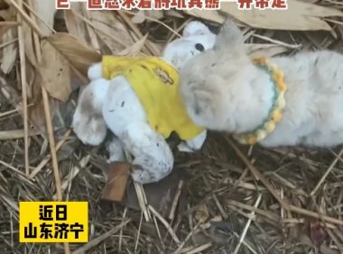 流浪小狗乞求收养者一起带走玩具熊,不想让小熊自己挨饿受冻