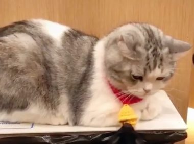 狗狗拉扯猫咪心爱的小铃铛，再好脾气的猫咪也是忍不住的